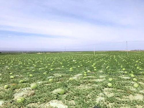 吃瓜群众宁夏,吃瓜群众眼中的瓜田盛宴