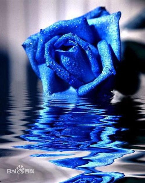 吃瓜群众蓝色妖姬视频,揭秘吃瓜群众眼中的网络视频奇观