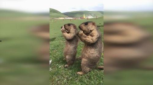 草原的吃瓜群众是谁,揭秘草原生活的趣味瞬间