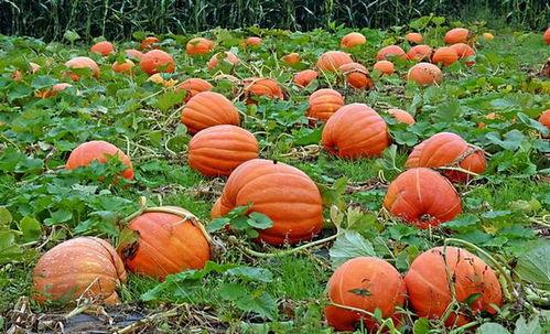 苍南龙港吃瓜群众是谁,他们是谁？为何引发关注？