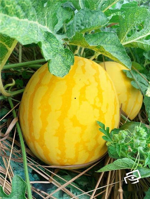 如何培养吃瓜群众的瓜果