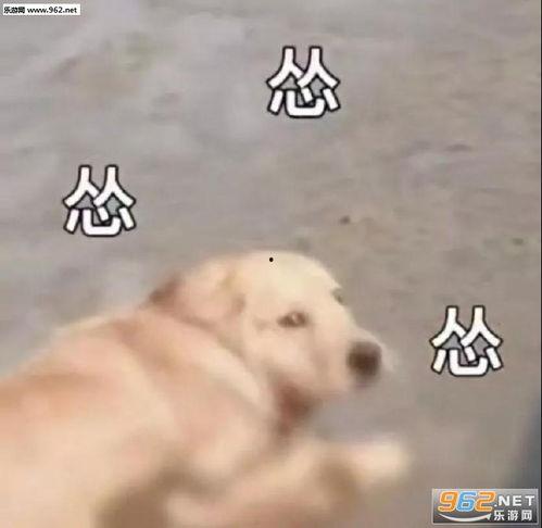 吃瓜群众舔狗图片表情包