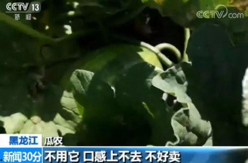 入秋了吃瓜群众请注意,注意这些，享受美味又健康