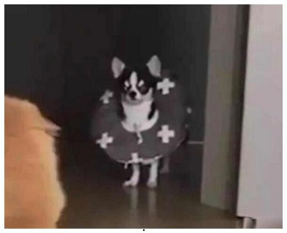 白狗当吃瓜群众